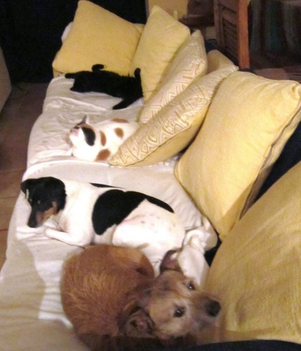 The lord of Comigne (from bottom): Coco, Derecha, Maizie and Blackie