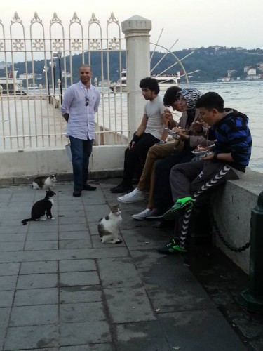 A bunch of street cats await feeding from evening diners at Karatos.