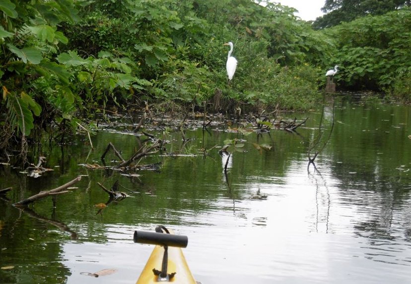 Egrets line the estuary as the bow of Gabi's kayak intrudes