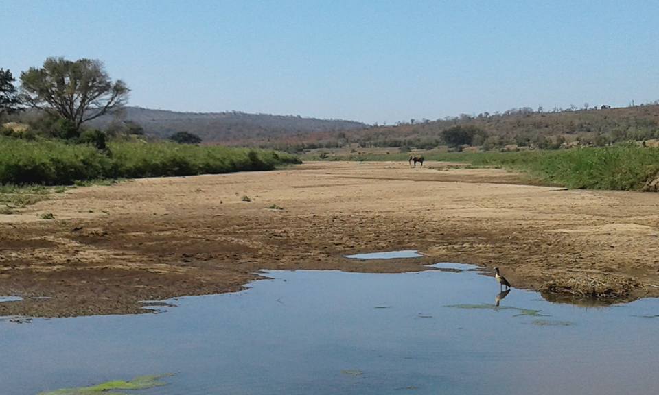 A solitary elephant scrapes at a dry riverbed in search of water as a pair of Egyptian geese gather by what remains of the river in Imfolozi Game Reserve