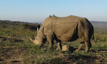 Two birds clean ticks from the back of a white rhino grazing in Imfolozi Game Reserve