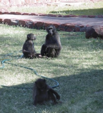 rsz_baboons2