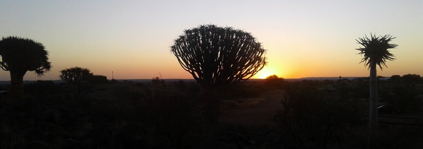 rsz_sunsetquivertree